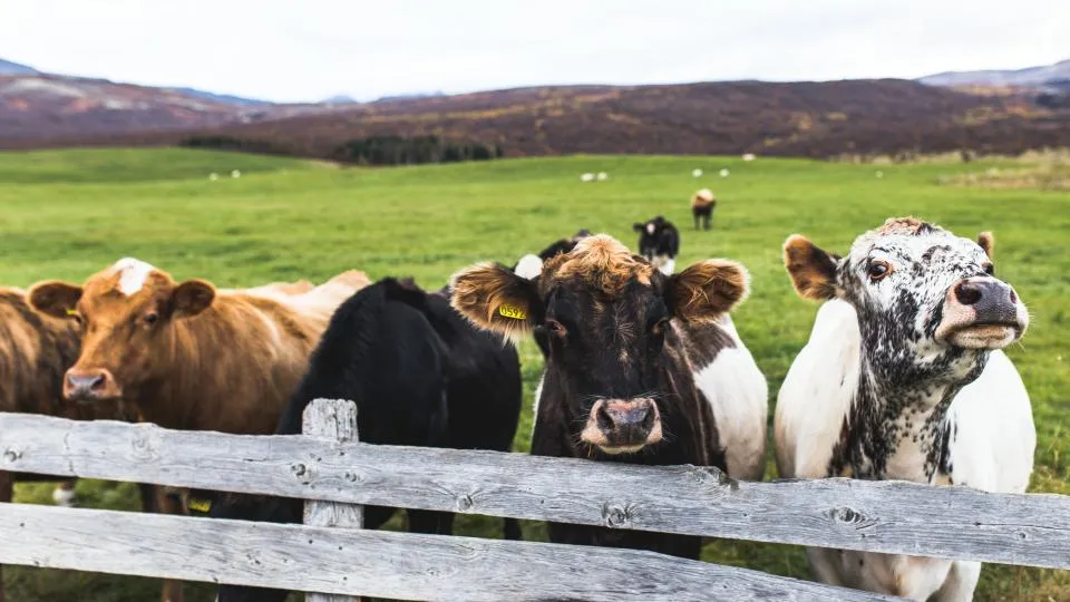 Beef cattle lined up along a wooden fence on green pasture